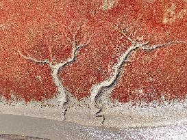 Qingdao Jiaozhou Bay Yanghe River Red Beach