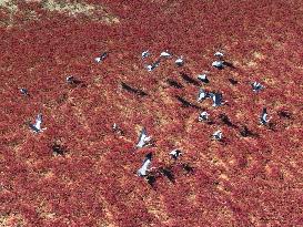 Qingdao Jiaozhou Bay Yanghe River Red Beach