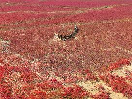 Qingdao Jiaozhou Bay Yanghe River Red Beach