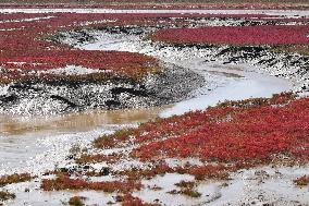 Qingdao Jiaozhou Bay Yanghe River Red Beach