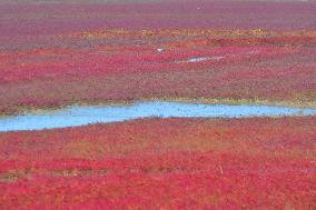 Qingdao Jiaozhou Bay Yanghe River Red Beach