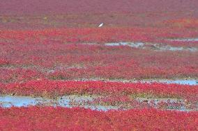 Qingdao Jiaozhou Bay Yanghe River Red Beach