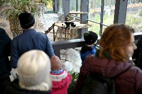 Giant Pandas at the Ähtäri Zoo