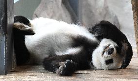 Giant Pandas at the Ähtäri Zoo