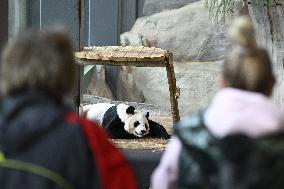 Giant Pandas at the Ähtäri Zoo