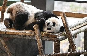 Giant Pandas at the Ähtäri Zoo