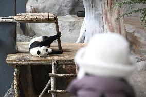 Giant Pandas at the Ähtäri Zoo