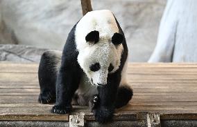 Giant Pandas at the Ähtäri Zoo