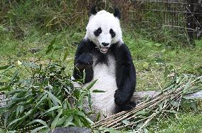 Giant Pandas at the Ähtäri Zoo