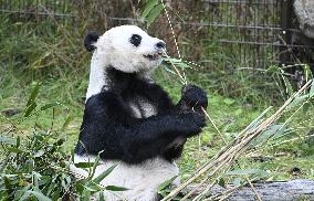 Giant Pandas at the Ähtäri Zoo