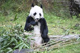 Giant Pandas at the Ähtäri Zoo