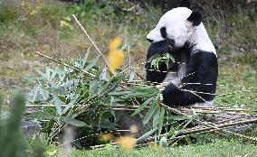 Giant Pandas at the Ähtäri Zoo