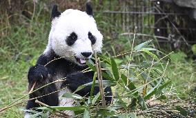 Giant Pandas at the Ähtäri Zoo