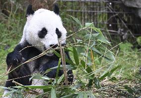 Giant Pandas at the Ähtäri Zoo