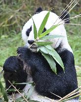 Giant Pandas at the Ähtäri Zoo