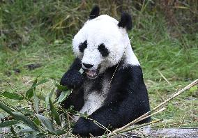 Giant Pandas at the Ähtäri Zoo