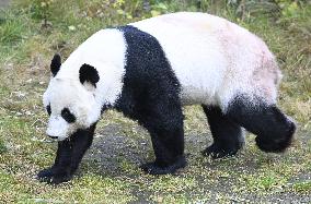 Giant Pandas at the Ähtäri Zoo