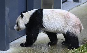 Giant Pandas at the Ähtäri Zoo