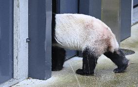 Giant Pandas at the Ähtäri Zoo