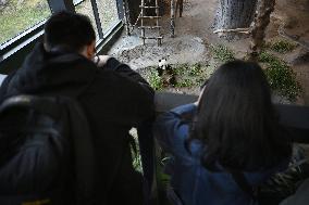 Giant Pandas at the Ähtäri Zoo