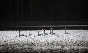 Birds In The Tinnerö Oak Landscape Nature Reserve In Linkoping