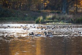 Birds In The Tinnerö Oak Landscape Nature Reserve In Linkoping