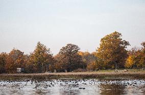 Birds In The Tinnerö Oak Landscape Nature Reserve In Linkoping