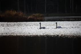 Birds In The Tinnerö Oak Landscape Nature Reserve In Linkoping