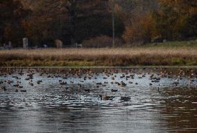 Birds In The Tinnerö Oak Landscape Nature Reserve In Linkoping