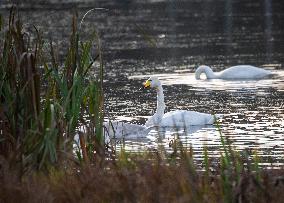 Birds In The Tinnerö Oak Landscape Nature Reserve In Linkoping