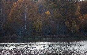 Birds In The Tinnerö Oak Landscape Nature Reserve In Linkoping