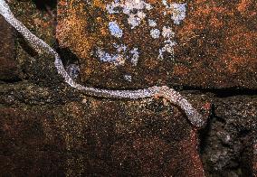 Ecdysis - Snake Shed Skin - Animal India