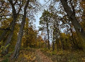 Autumn In Linkoping