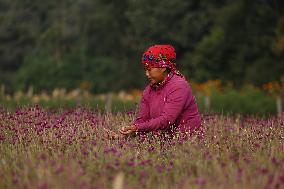 Globe Amaranth (Makhamali) Flowers For Tihar Festival In Nepal.