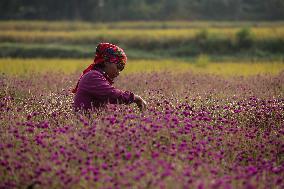 Globe Amaranth (Makhamali) Flowers For Tihar Festival In Nepal.