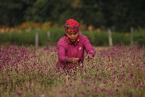 Globe Amaranth (Makhamali) Flowers For Tihar Festival In Nepal.