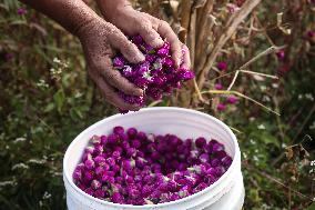 Globe Amaranth (Makhamali) Flowers For Tihar Festival In Nepal.