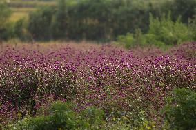 Globe Amaranth (Makhamali) Flowers For Tihar Festival In Nepal.