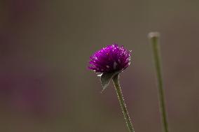 Globe Amaranth (Makhamali) Flowers For Tihar Festival In Nepal.