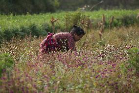 Globe Amaranth (Makhamali) Flowers For Tihar Festival In Nepal.