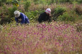 Globe Amaranth (Makhamali) Flowers For Tihar Festival In Nepal.