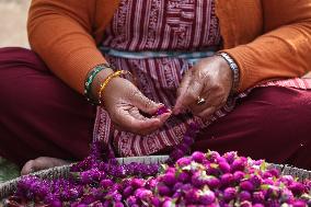 Globe Amaranth (Makhamali) Flowers For Tihar Festival In Nepal.