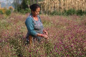 Globe Amaranth (Makhamali) Flowers For Tihar Festival In Nepal.