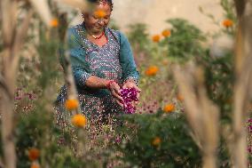 Globe Amaranth (Makhamali) Flowers For Tihar Festival In Nepal.