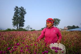 Florists In Nepal At Brisk As Tihar- Diwali- Festival Of Lights And Flowers Approaches