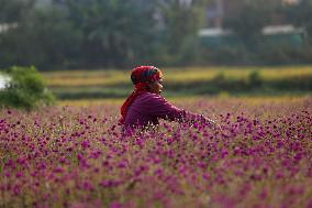 Florists In Nepal At Brisk As Tihar- Diwali- Festival Of Lights And Flowers Approaches