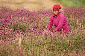 Florists In Nepal At Brisk As Tihar- Diwali- Festival Of Lights And Flowers Approaches