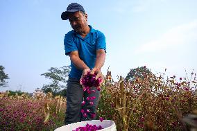 Florists In Nepal At Brisk As Tihar- Diwali- Festival Of Lights And Flowers Approaches