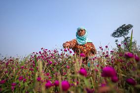 Florists In Nepal At Brisk As Tihar- Diwali- Festival Of Lights And Flowers Approaches