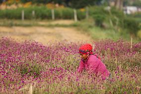 Florists In Nepal At Brisk As Tihar- Diwali- Festival Of Lights And Flowers Approaches